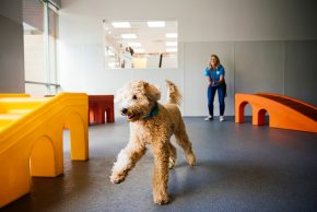 poodle toy kennels in austin Dogtopia of South Austin