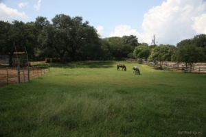 places to ride a horse in austin Spicewood Farms