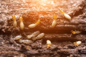 pest control companies austin Be Bug Free Services