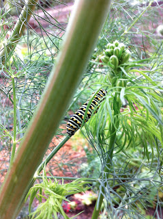 Swallow tail caterpillar enjoying dill.