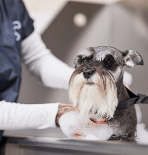 dog grooming courses austin Petco Dog Grooming