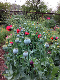 Poppies and lots of them. The bulbs are as beautiful as the flowers.