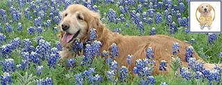 places to buy a golden retriever in austin Gold Ribbon Rescue