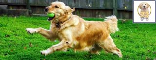 places to buy a golden retriever in austin Gold Ribbon Rescue