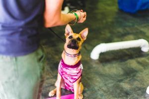 dog trainer in south Austin