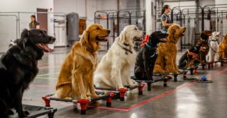 dog handlers in austin Sit Means Sit Dog Training - Austin
