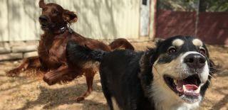 dog boarding kennels in austin Bobbi Colorado's Canine Camp