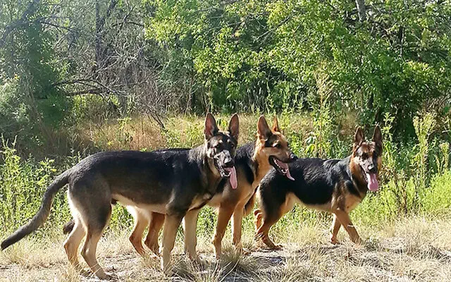dog breeders in austin Star Shepherds