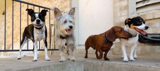 pug kennels in austin Austin Dogtown Boarding & Daycare